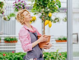 limun, drvo limuna, saksija, limun u saksiji