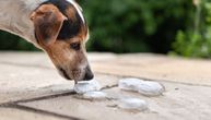 Psi mogu da nanjuše i detektuju kovid-19 brže i preciznije nego trenutni testovi