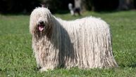 Komondor i puli: Kako da prepoznate razlike između mađarskih pasa gotovo istovetnog izgleda