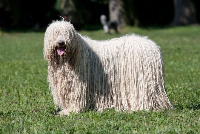 Komondor i puli sličnosti i razlike