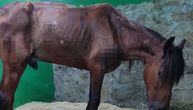 Skolioza kičme, oboljenje jetre: Zdravstveni karton izgladnelog konja iz Niša, vlasniku krivična prijava