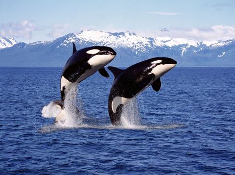 Svetski dan orka kitova