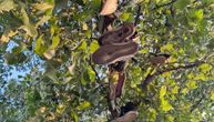 Nesvakidašnji prizor na šetalištu u Čačku: U krošnji visi gomila starih patika, otkrivena i njihova simbolika