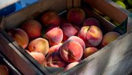 "Država breskvi" ostala bez njih: Jedva da imaju voćki za prodaju, a ko ima, traži i po 3.000 za gajbicu