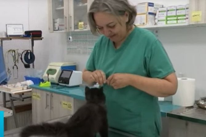 veterinar Kikinda