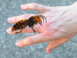 Žena ujed insekta stršljen