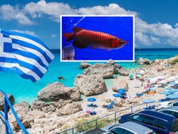 Grčka plaža Asian arowana dragon fish dragonfish riba zmaj