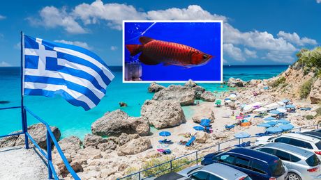 Grčka plaža Asian arowana dragon fish dragonfish riba zmaj