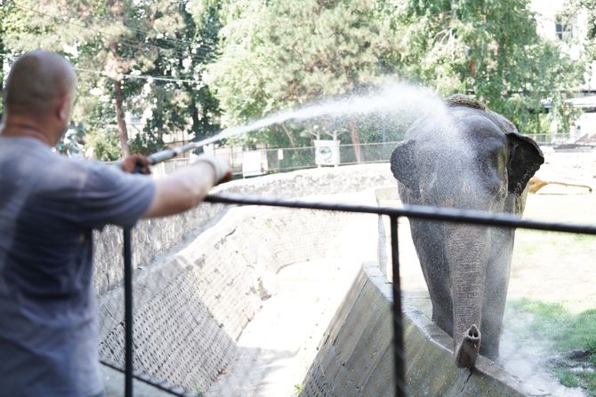 Beogradski Zoološki Vrt   Beo Zoo vrt Beograd