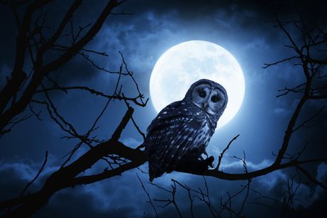Sova, životinja, ptica, mrak, noć, noćna životnja, noćna ptica, mesec