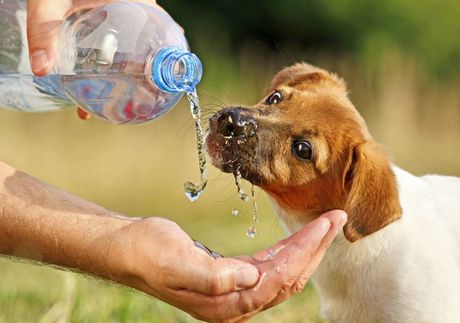 Pas i ispijanje vode leti