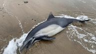 Pomor delfina u Škotskoj: Uginulo 40 životinja, nasukali se na ostrvu Luis
