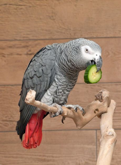 10 vrsta povrća koje papagaji obožavaju