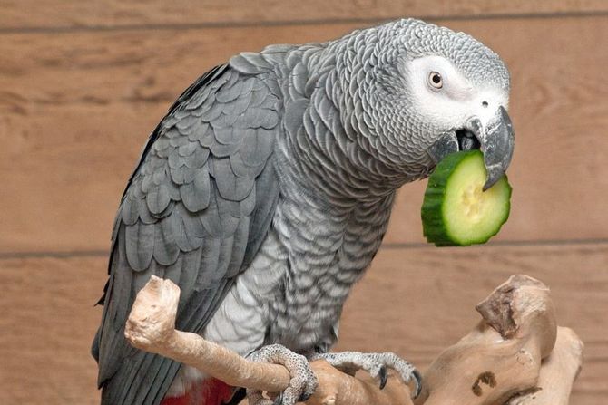 10 vrsta povrća koje papagaji obožavaju