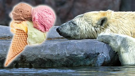 Medved zoo vrt vrućina sladoled rashlađivanje
