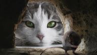 Tuga! Udruženje iz Makarske podelilo fotografije mačke uginule od pirotehnike: Nije joj bilo spasa