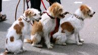 Vlasti grada u Francuskoj osmislile perfektan način da kazne vlasnike koji ne čiste za svojim psima