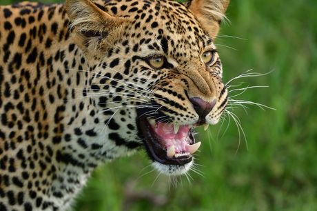 Leopard, Predator