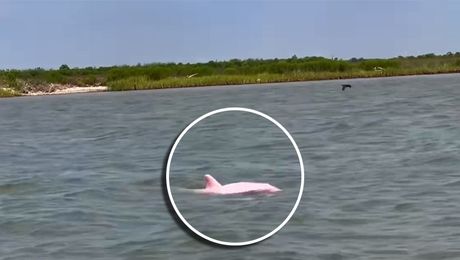 pink delfin