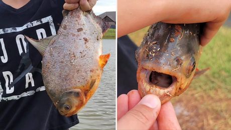 Paku riba iz porodice pirana upecana u ribnjaku u Oklahomi - Ljubimci ...