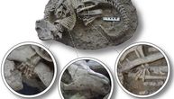 Smrtonosna borba iz doba krede: Pronađen fosil sisara koji napada i jede većeg dinosaurusa