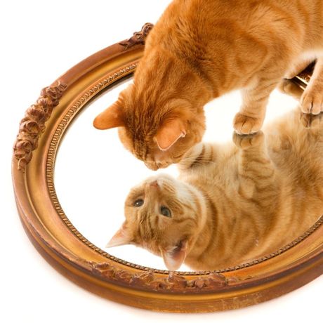 Mačka strah od ogledala
