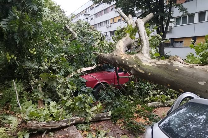 Drveće palo na automobile Drveće palo na automobile