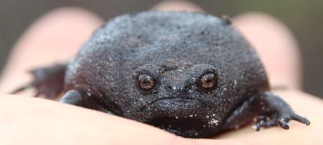 Crna kišna žaba, Breviceps fuscus