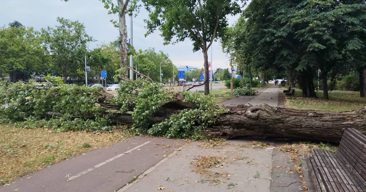 Ogromno drvo palo kao pokošeno u centru Novog Beograda: "Bilo je šuplje ...