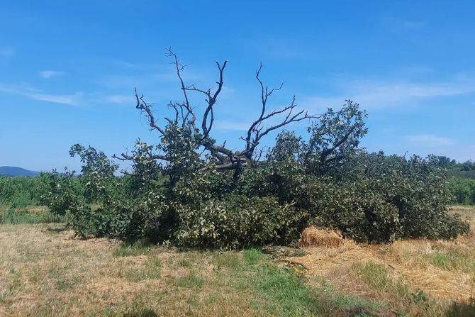 Masloševo, Kragujevac, hrast