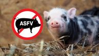 Otkazuju se ekološke pešačke ture na Velikom ratnom ostrvu zbog afričke kuge svinja
