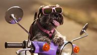 Vetar u krznu i jezik iza glave: Ovako se beogradski pas vraća iz noćnog života na motociklu