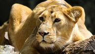 Lav ubio čuvara u zoo vrtu: Hteo da ga nahrani, jedna greška ga koštala života