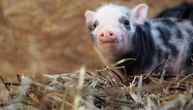 Zatražena hitna  međunarodna podrška za brzu dijagnostiku afričke kuge svinja