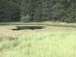 Daićko jezero Golija