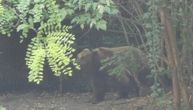 Čovek naleteo na medveda u šumi: Morao je dvaput da potegne pušku kako bi sačuvao glavu