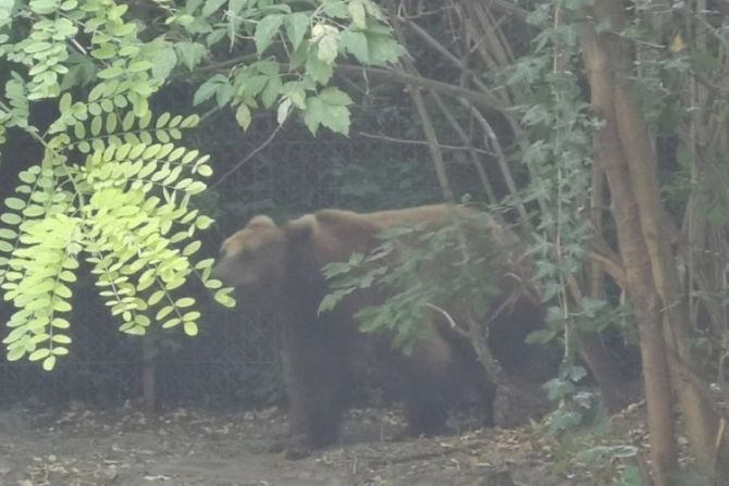 Medvedica Jelisaveta, Tara Medvedica Jelisaveta, Tara