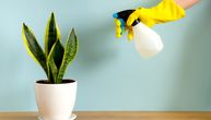 Viralan trik na "TikTok-u" za osveženje uvelih biljaka: Potrebna su vam samo dva sastojka