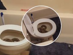 Zmija i wc šolja