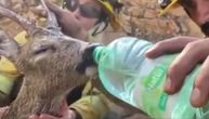 Ponovo viralan snimak vatrogasaca, koji tera na suze: Spasili lane, pa ga napojili vodom iz flašice