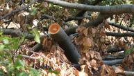 Još jedna tragedija u Srbiji, Vladimira usmrtilo drvo u šumi kod Petrovca na Mlavi