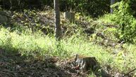 Motornom testerom sekao stablo bukve, ono palo na njega i zgnječilo ga: Muškarac poginuo u šumi