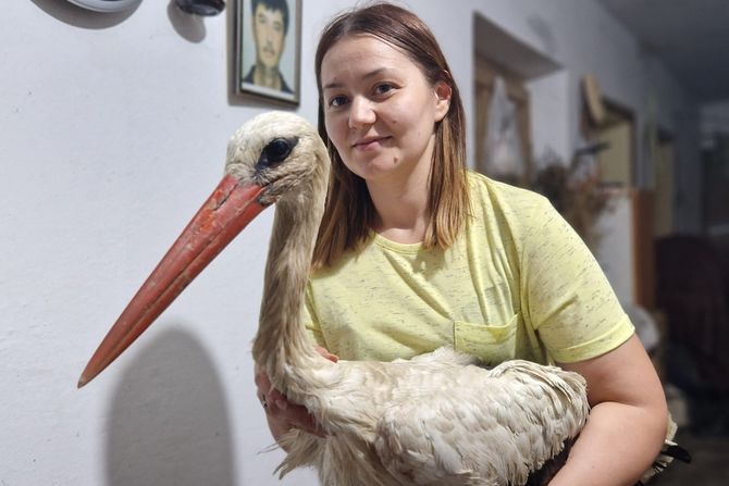 Roda, Zaječar Roda, Zaječar