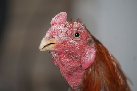 Asil živina Asil živina