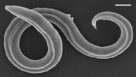 To je stanje između života i smrti: Valjkasti crv preživeo u večnom ledu Sibira 46.000 godina