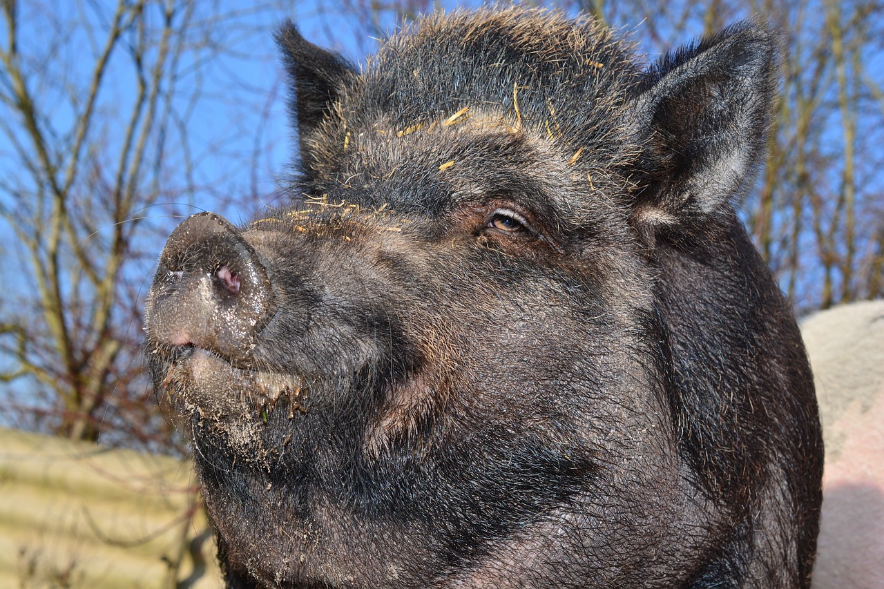Ovo se ne viđa svaki dan: Neobično STVORENJE ušetalo u Mrčajevce, pa uradilo NEŠTO NEVEROVATNO
