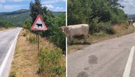 Krava stoji na kolovozu do bele linije i pase kraj puta: Neverovatna scena na putu ka Trebinju