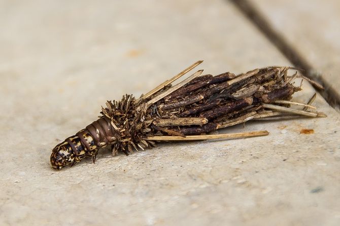 Bagworm