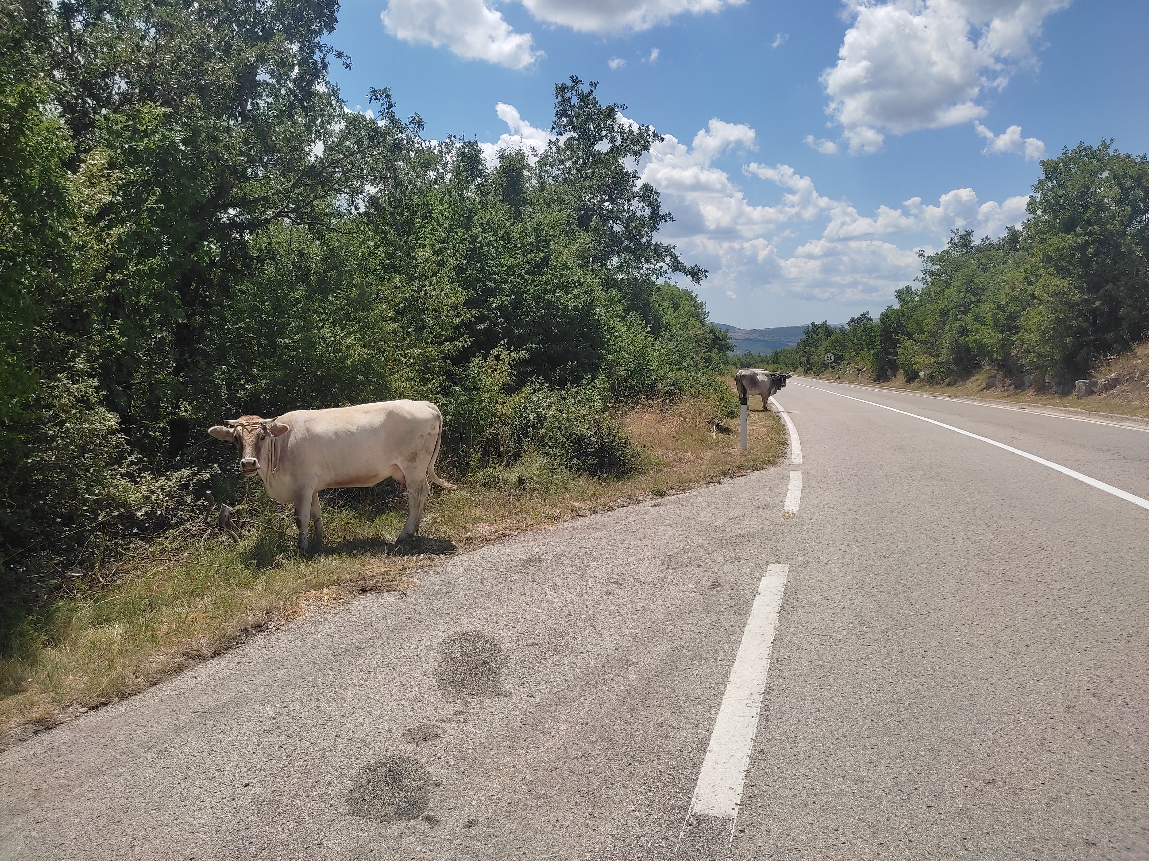 Vozač se zakucao u kravu kod Cetinja! Teška saobraćajka, životinja uginula, a evo u kakvom je stanju čovek
