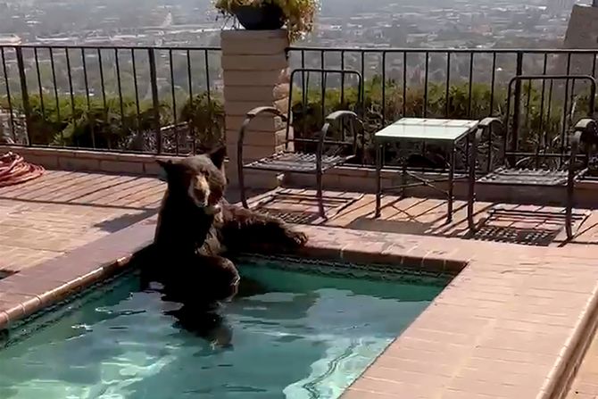 Bear In Jacuzzi